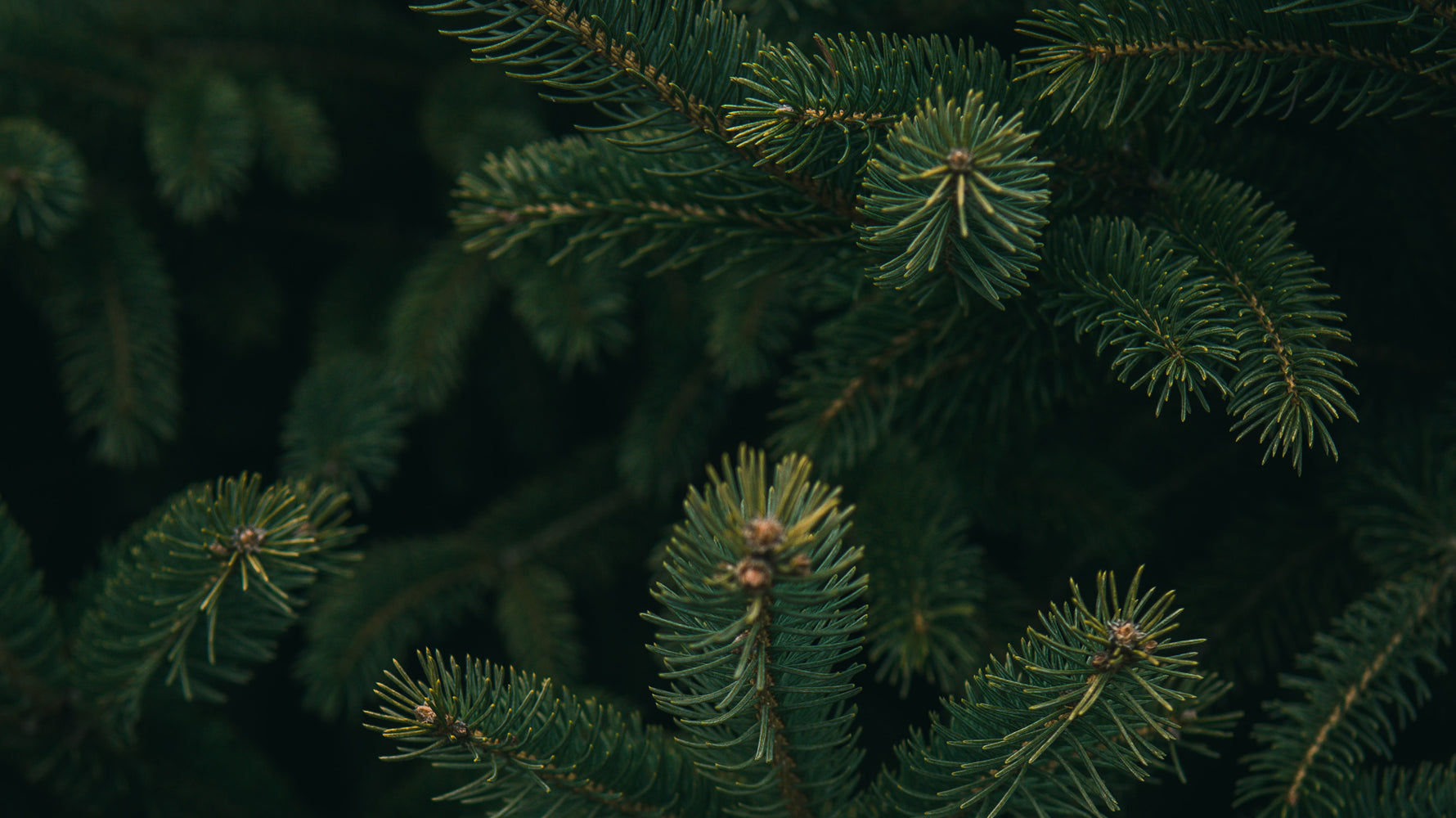 Playlist: Almost Christmas Vol. VIII