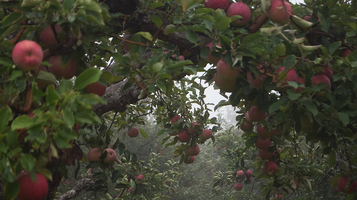 Carl Laidlaw Orchards
